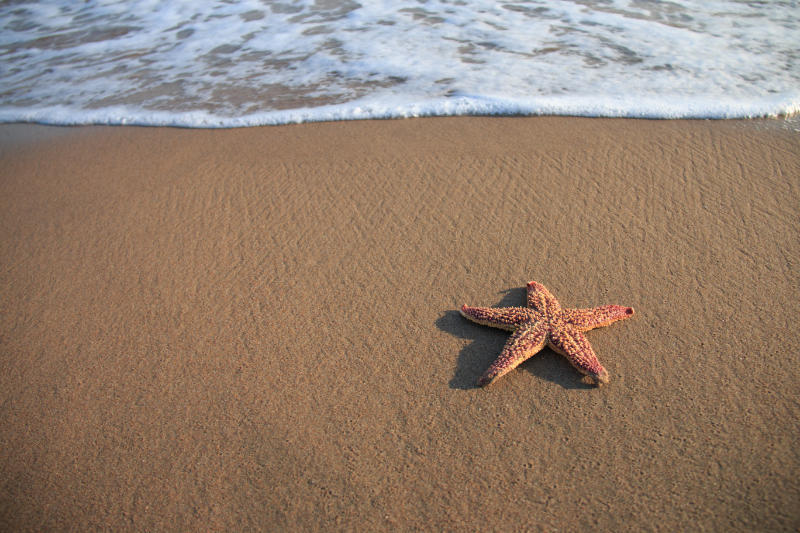 Starfish on the Beach - Story of the ONE Starfish