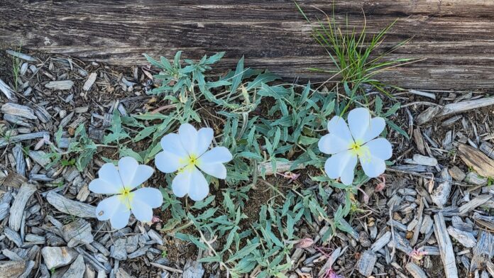 White flowers